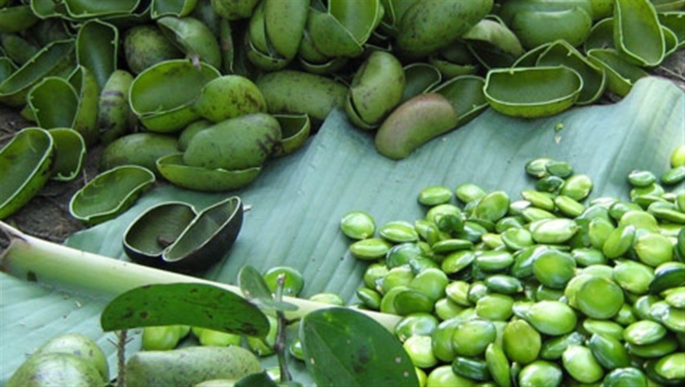 Fame nervosa o fame vera? Il segreto della serenità… parte da un seme africano