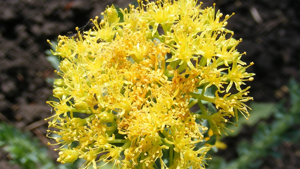 Rodiola e piante adattogene: la forza naturale per energia e concentrazione