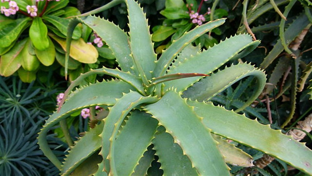 Aloe e intestino: la pianta che depura, protegge e ricarica