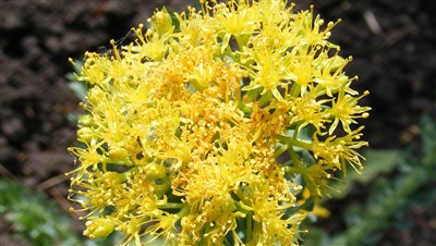 Rodiola e piante adattogene: la forza naturale per energia e concentrazione