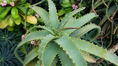 Aloe e intestino: la pianta che depura, protegge e ricarica